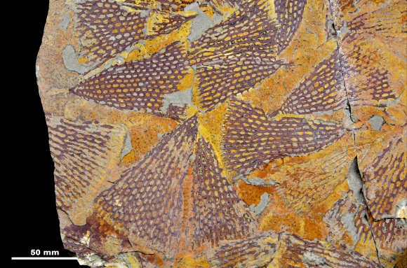 Bryozoaires fossiles avec échelle